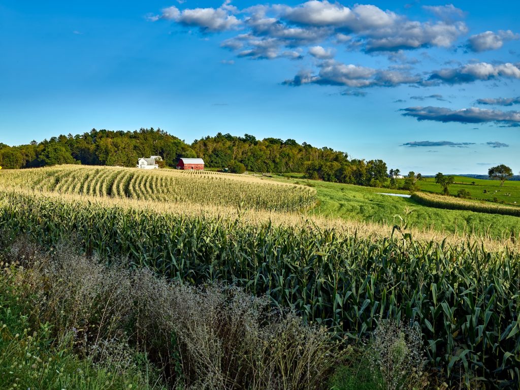 Rows of corn in front of a red barn in the distance.