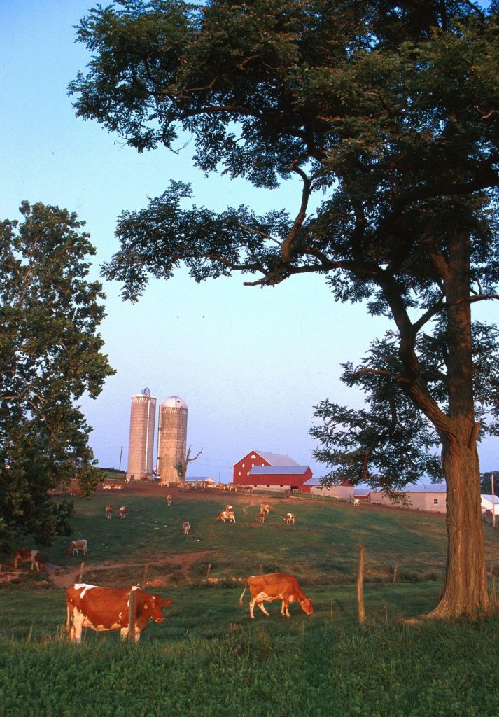 A herd of dairy cows grazing on green pasture near a red barn and grain silos.
