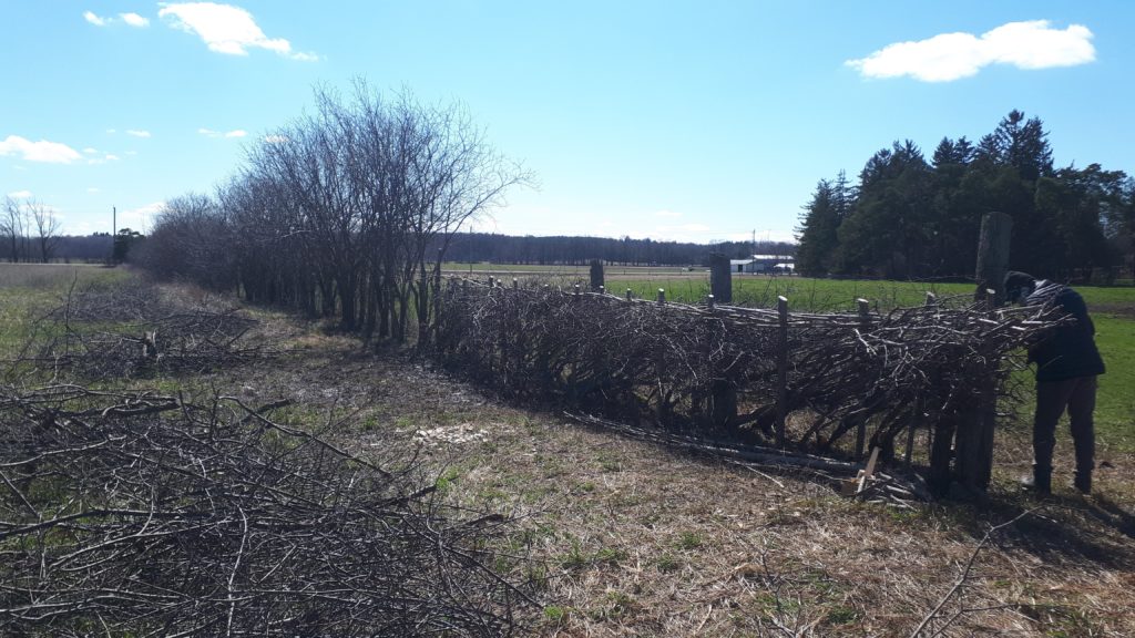 Help fixing scuff marks from country lane hedges