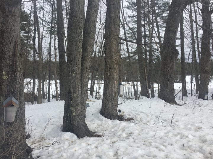 Sugar maples unlikely to move north in a warming world Hello Homestead