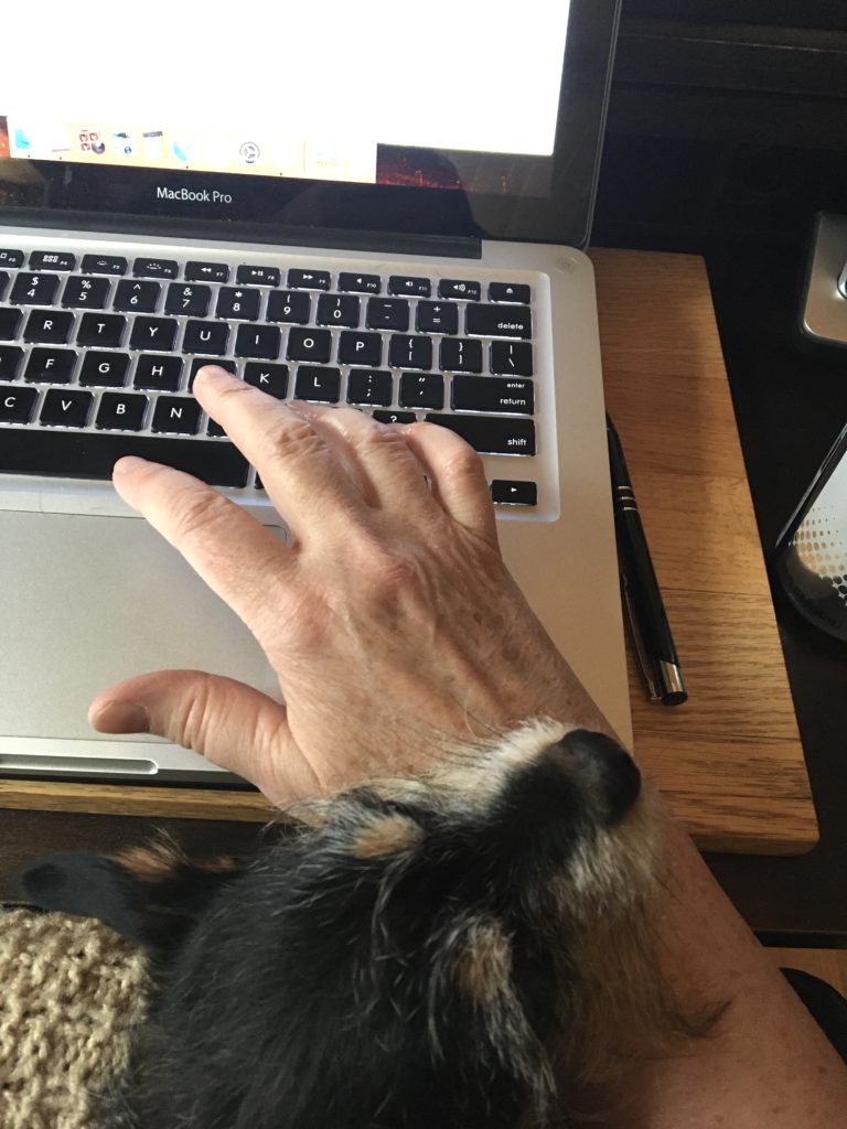 A hand over a laptop keyboard and a small, black dog resting her head on the wrist.