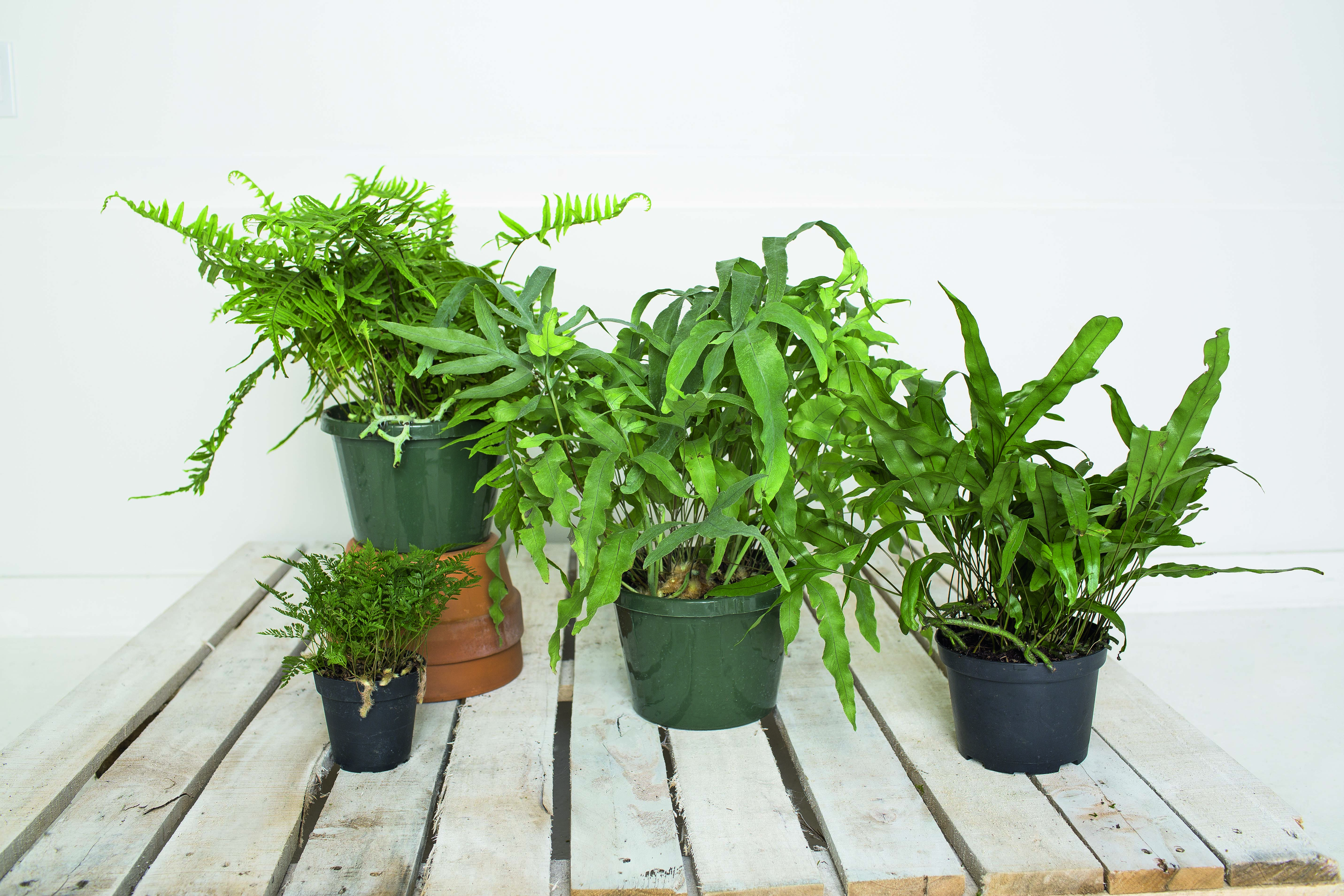 mandig Ørken smykker Three basic recipes for growing ferns | Hello Homestead