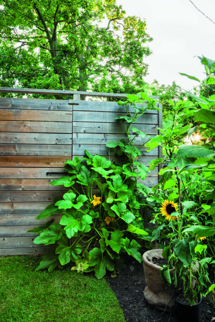 Growing vegetables in your front yard Hello Homestead