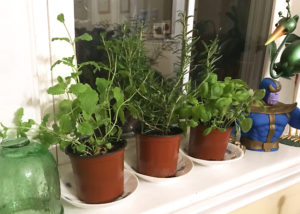 How to start homesteading in your apartment | Hello Homestead