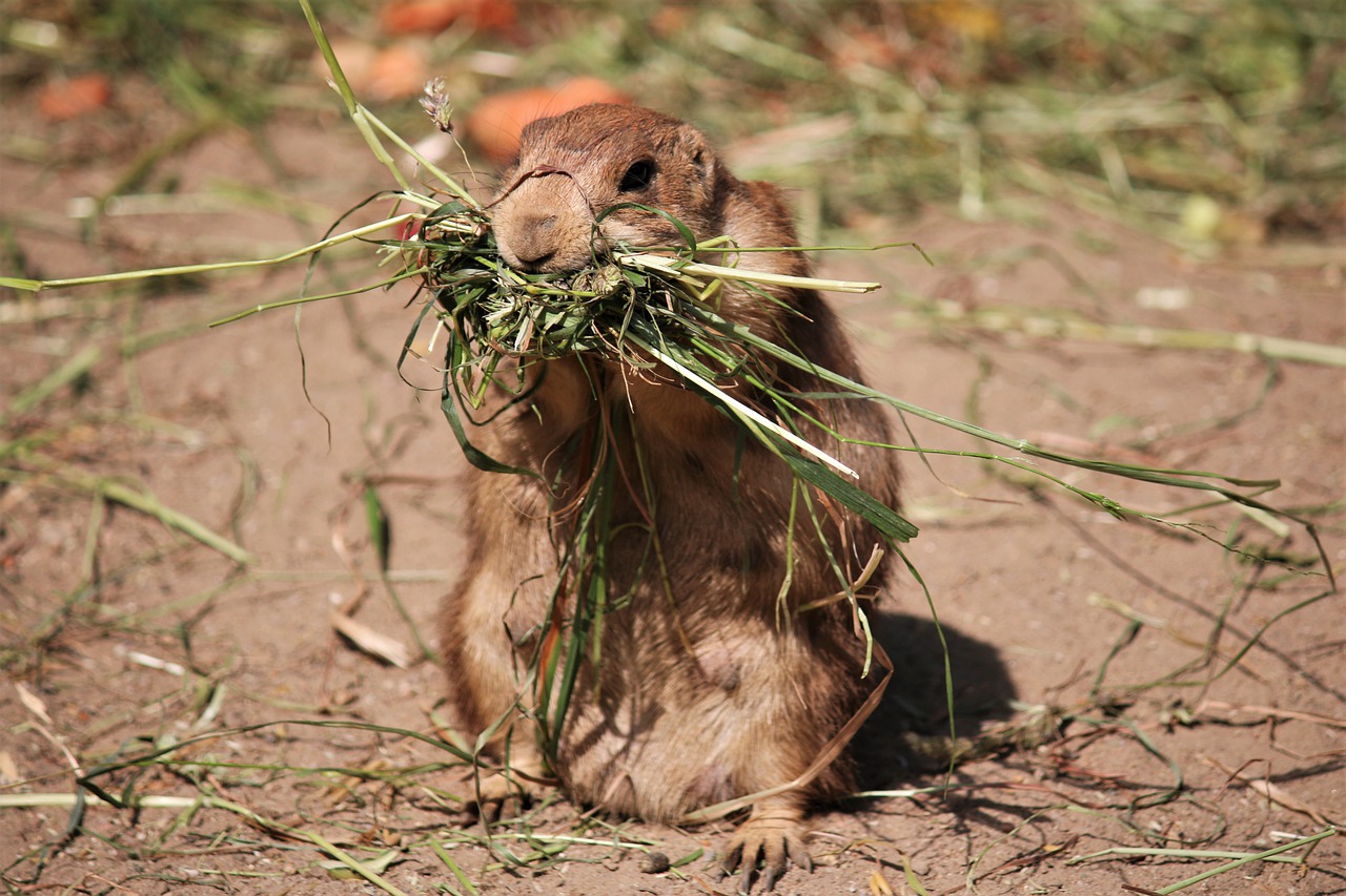 How to handle woodchucks in your garden Hello Homestead