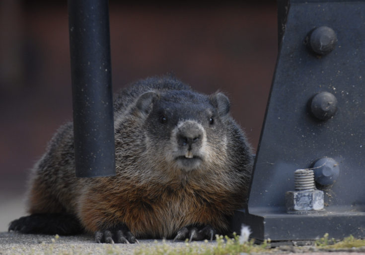 How to handle woodchucks in your garden | Hello Homestead