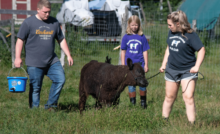 Raising Angora Rabbits for Wool