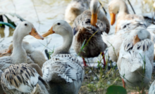 How much yard space do pet ducks need? — K&H Pet Products
